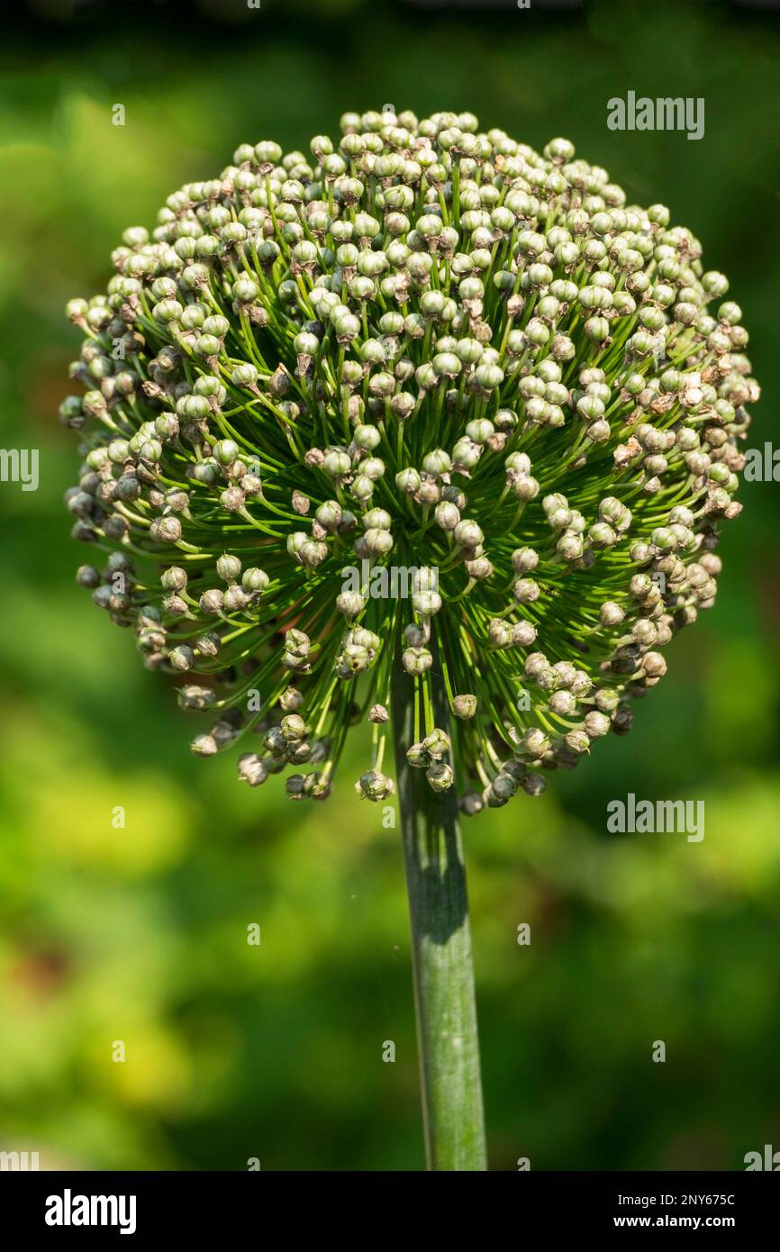 Fruchtgelee (Allium ampeloprasum subsp. Ampeloprasum) Stockfoto