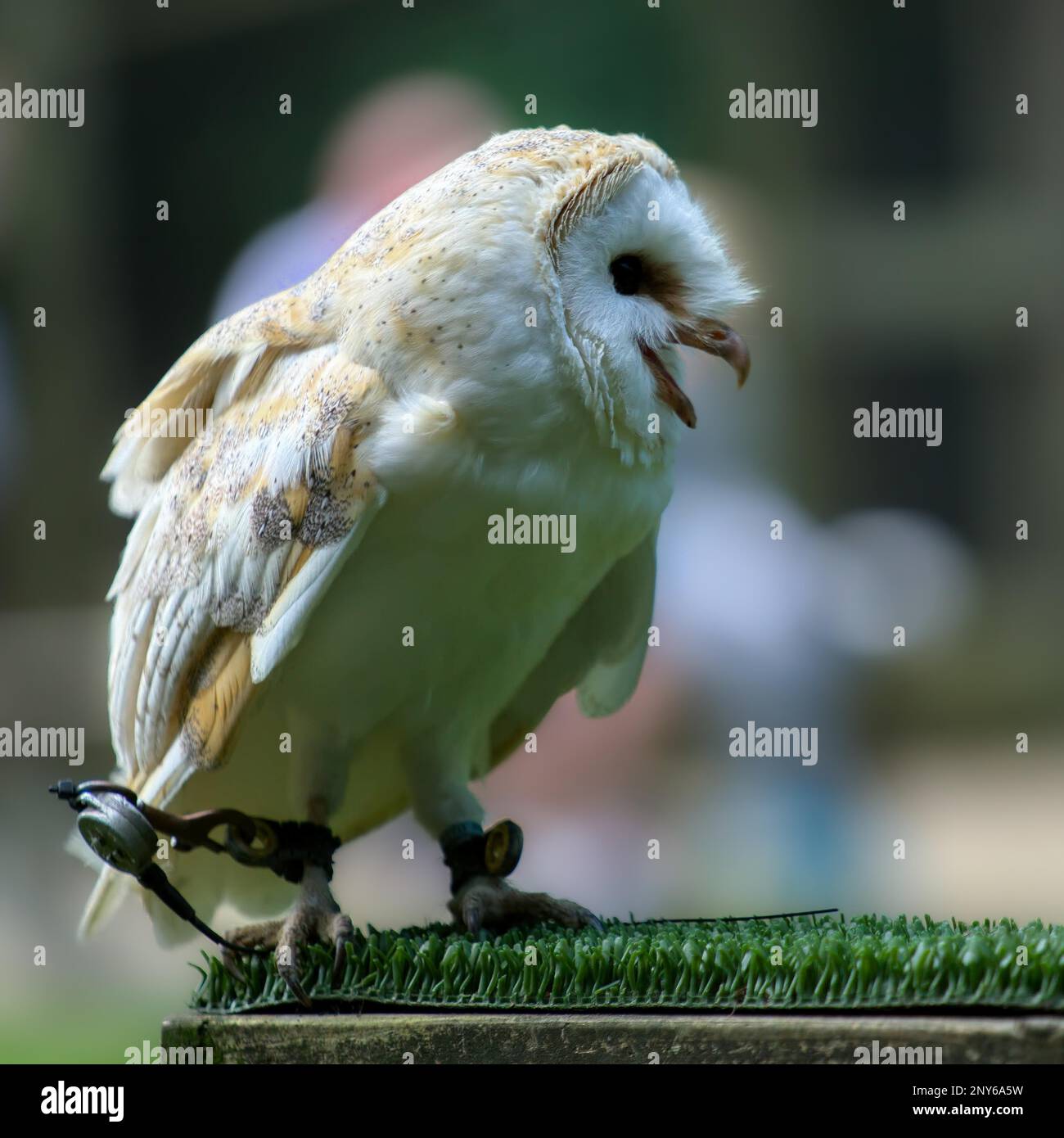 Schleiereule (Tyto Alba) Stockfoto