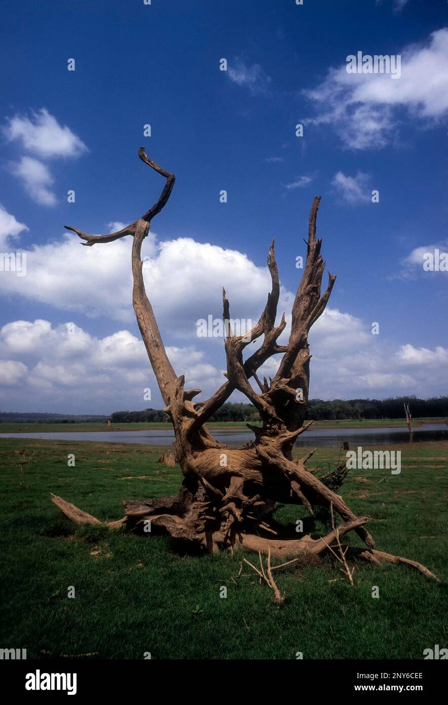 Ein entwurzelter Ast sorgt für ein perfektes Bild in Kabini, Karnataka, Indien Stockfoto