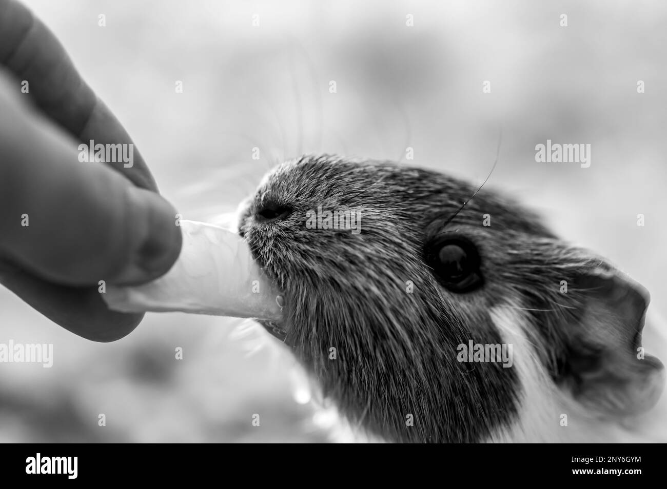 Meerschweinchen, das mit Frontzähnen eine leckere Orangencreme isst, die man von Hand hält. Stockfoto