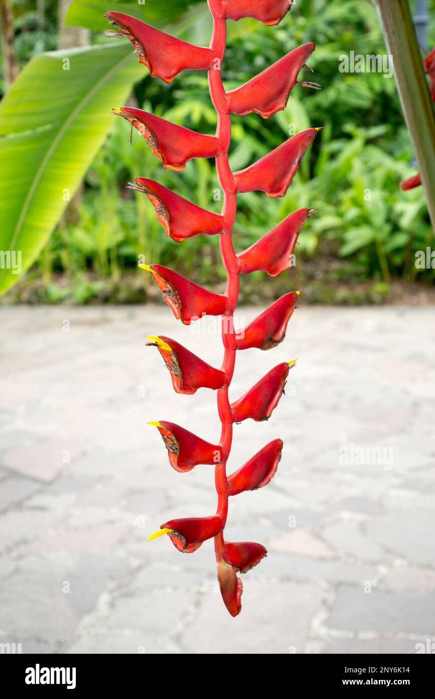 Tropische Helikonieblume im botanischen Garten von Singapur Stockfoto