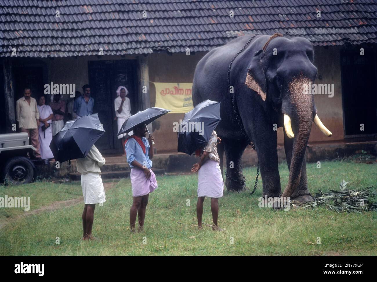 Regenzeit in Tripunithura bei Ernakulam, Kerala, Indien Stockfoto