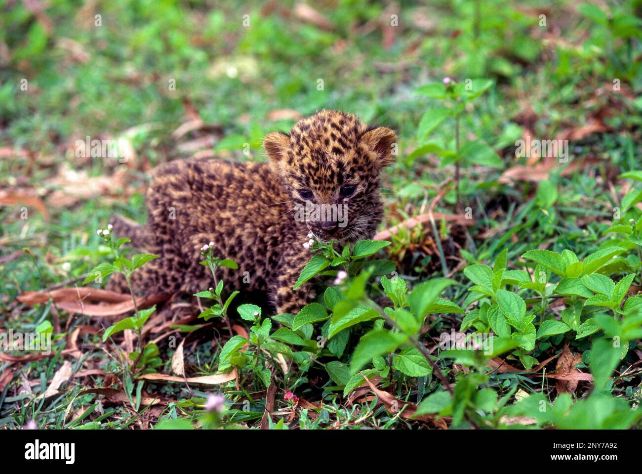 Ein 20 Tage altes Leopardenjunge in Bandipur, das seine Mutter in einer Zuckerrohrplantage in Karnataka, Südindien, Indien, Asien zurückließ Stockfoto