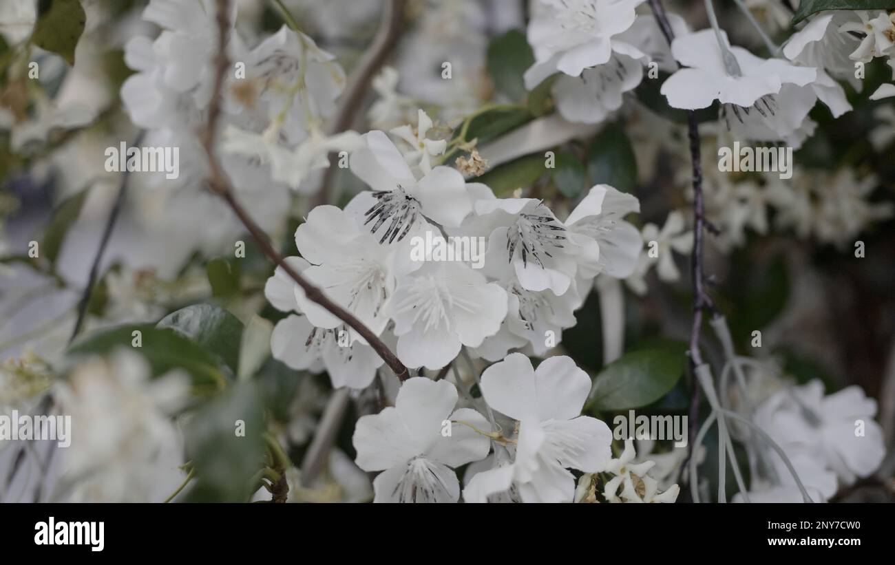 Schließen Sie weiße Kirschbäume mit grünen Blättern. Aktion. Blühende Blumen auf einem Ast, Sommer-Natur-Hintergrund Stockfoto