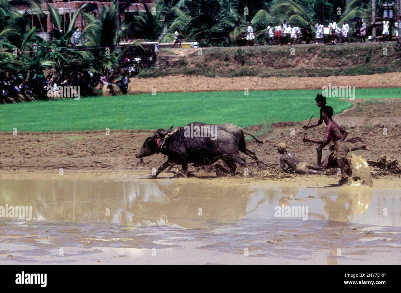 Ein Jockey, der auf dem Rennfeld in Maramadi Kalappoottu liegt, ist eine Art Rinderbüffel-Rennen, das auf den Reisfeldern von Kundara Pillaveettil in stattfindet Stockfoto