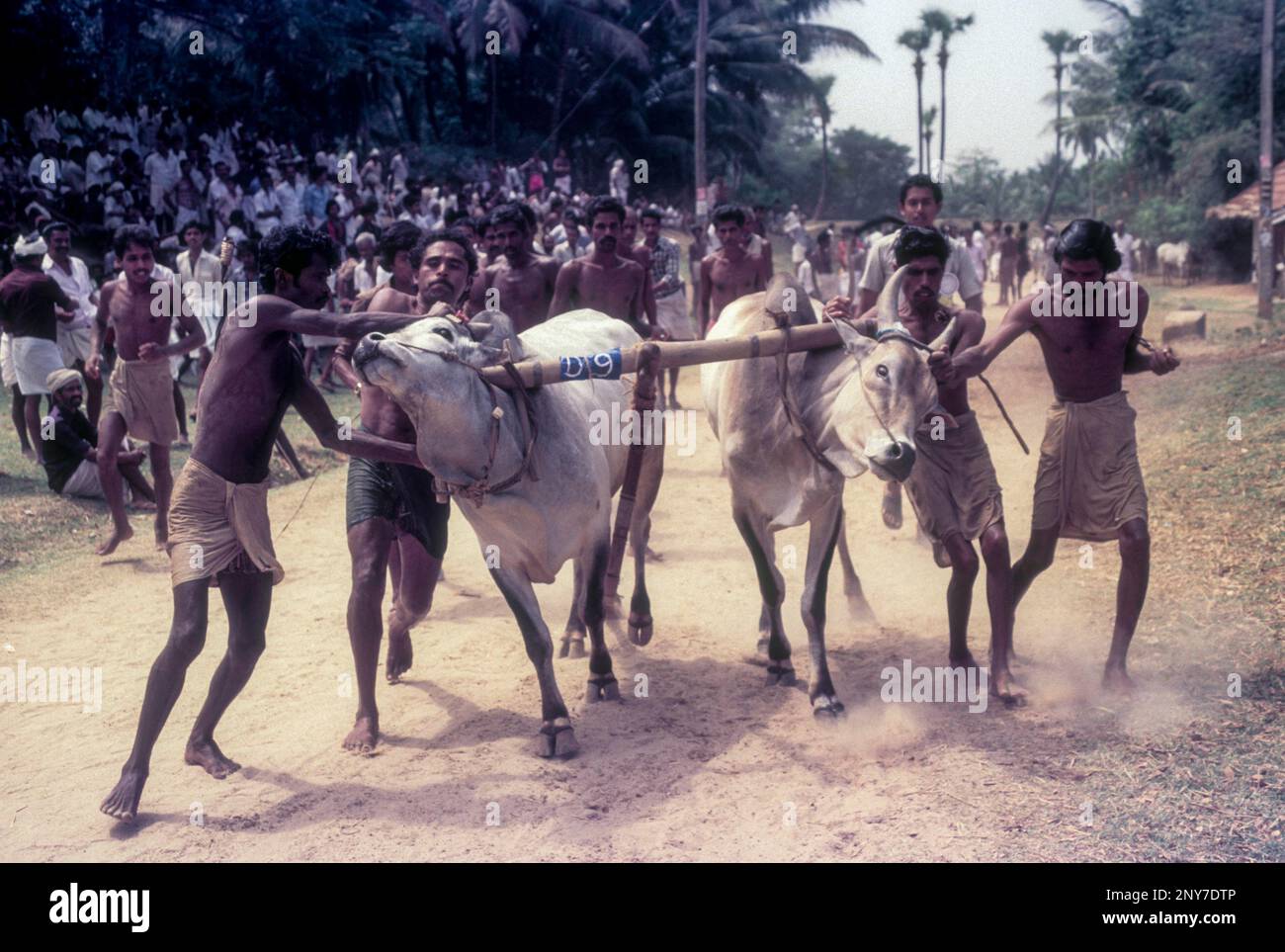 Männer, die versuchen, das Vieh zu kontrollieren, Maramadi oder Kalappoottu ist eine Art Rassenrennen, die in Chithali in der Nähe von Palakkad, Kerala, Indien und Asien durchgeführt wird Stockfoto