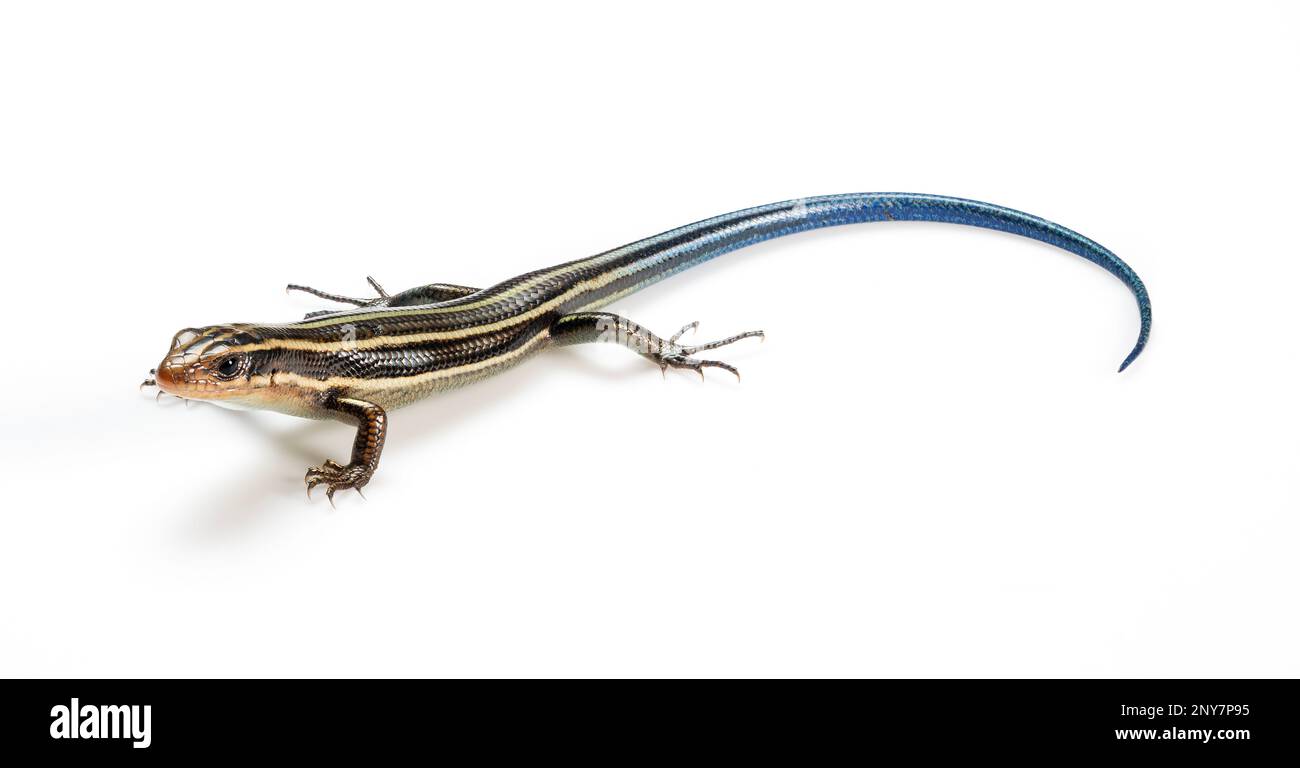 Ein jugendliches japanisches fünfliniges Skink auf weißem Hintergrund. Stockfoto