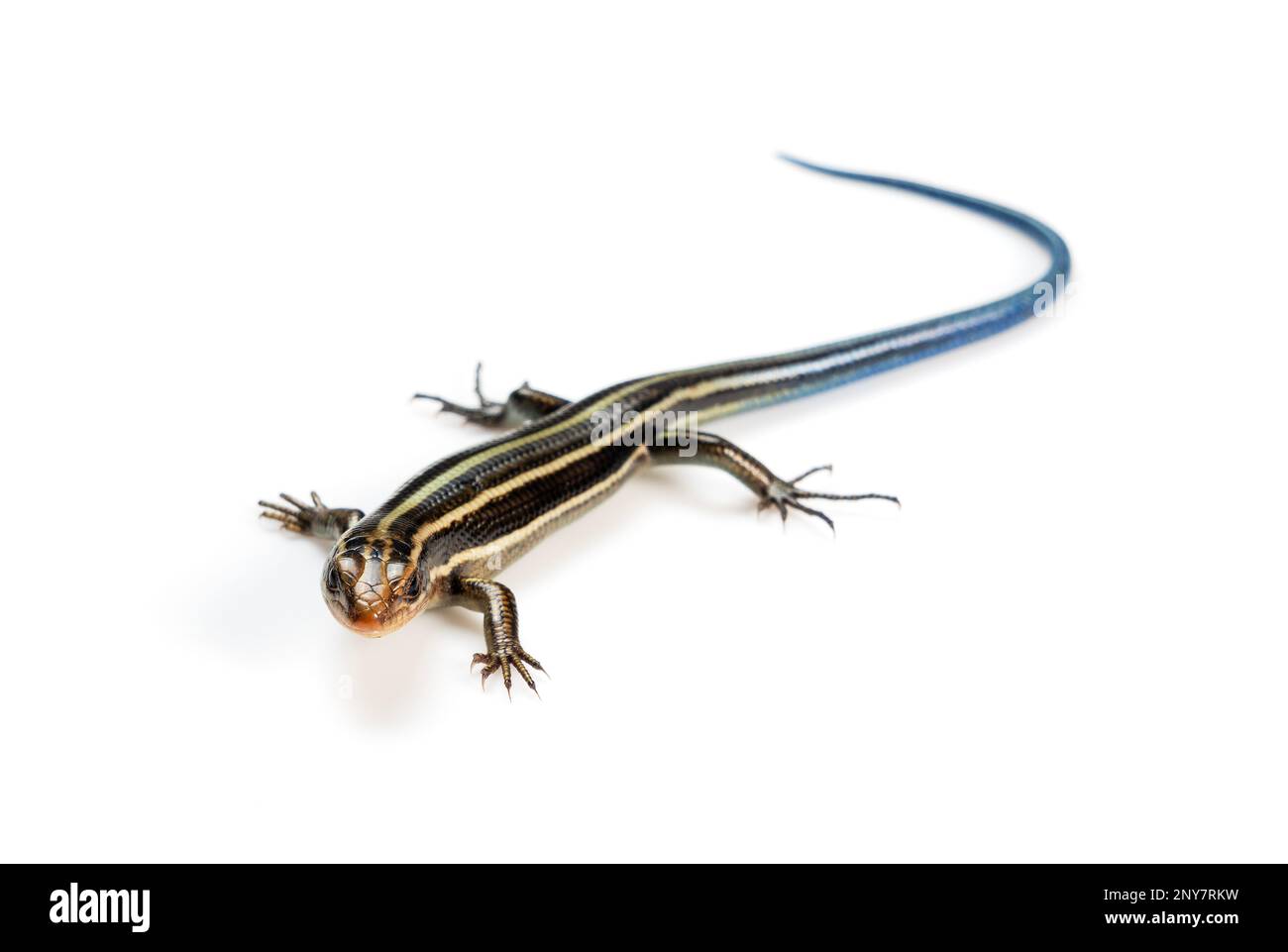 Ein jugendliches japanisches fünfliniges Skink auf weißem Hintergrund. Stockfoto