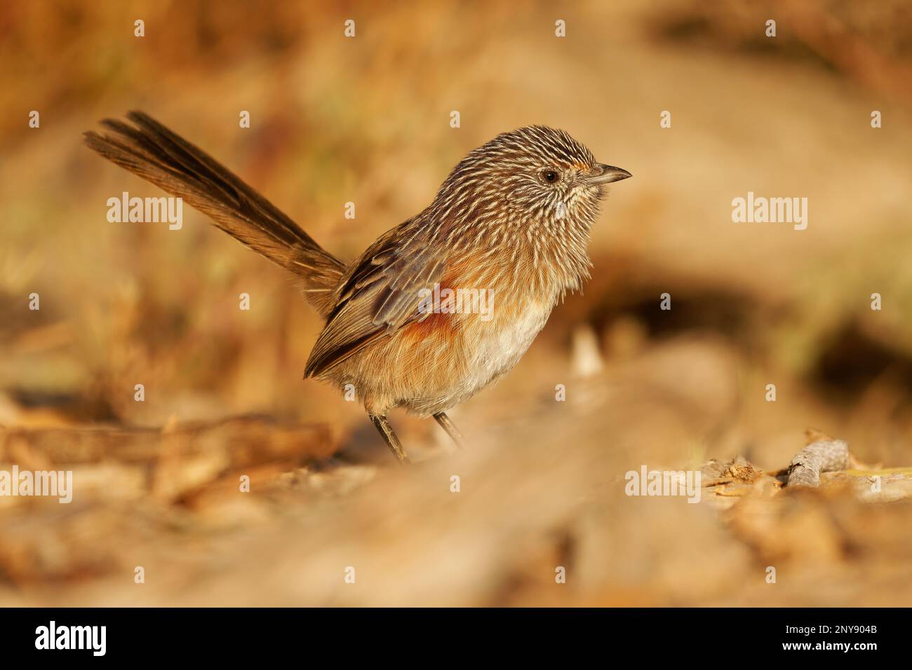 Westliches Grasswren - Amytornis textilis auch Dickschnabelgras oder Textiltruhe, kleine australische endemische hauptsächlich Landvogel, braunes Gefieder St. Stockfoto