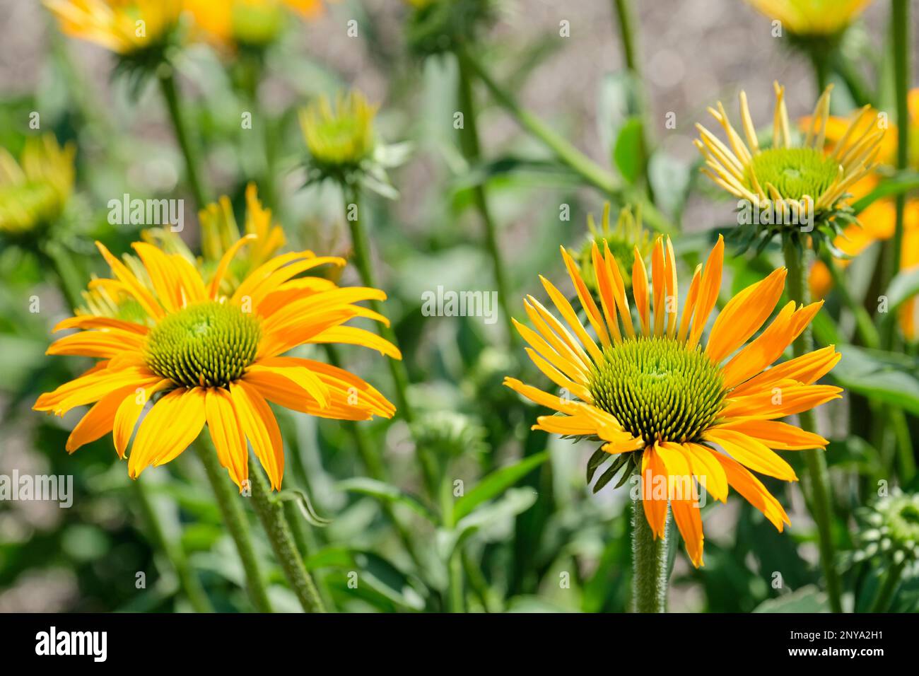 Jetzt Cheesier Coneflower, Echinacea, jetzt Cheesier, mehrjährige, goldgelbe Rochenfloretten, die einen großen grünlich-orangefarbenen Kegel umgeben Stockfoto