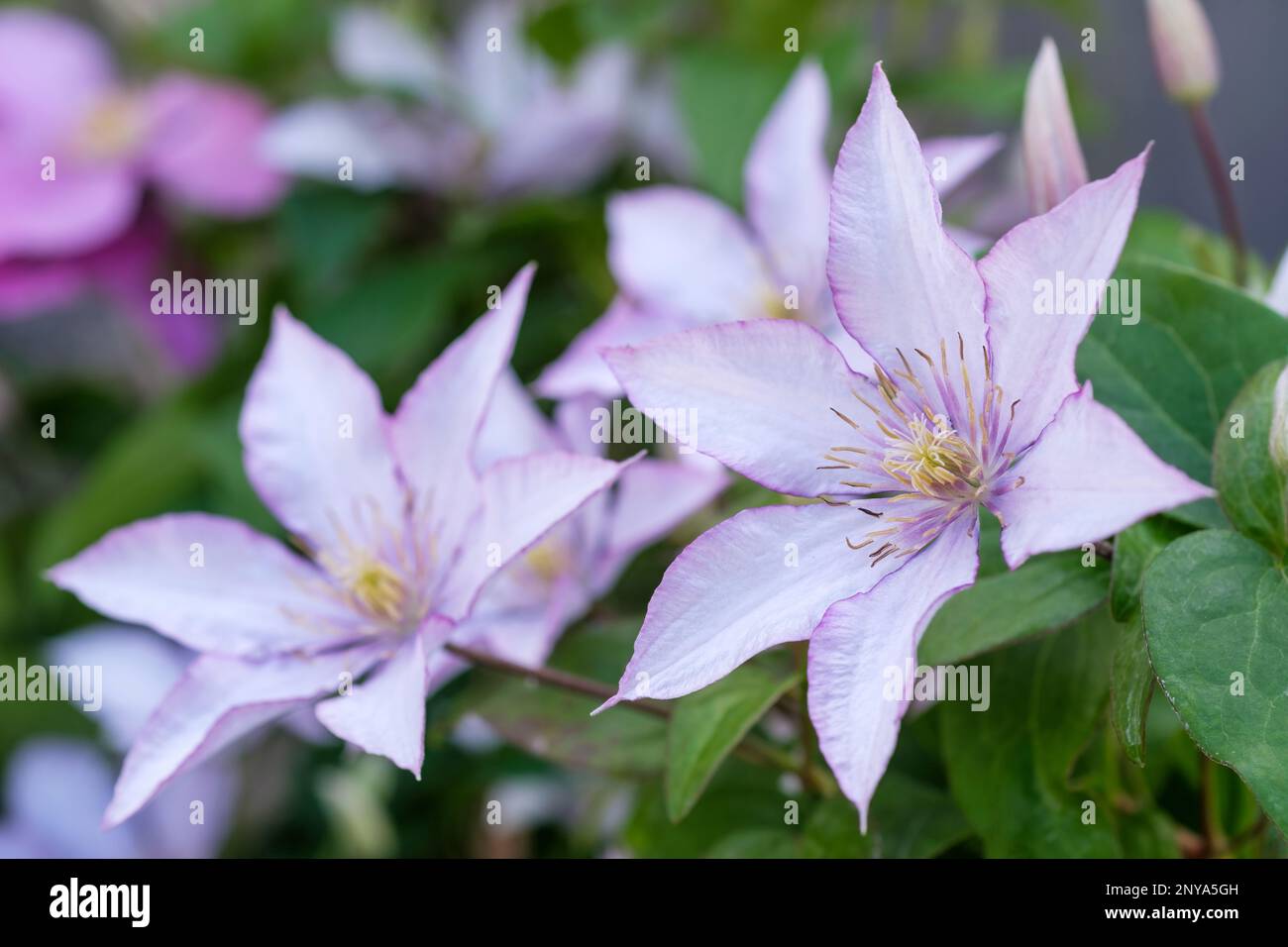 Clematis Samaritan Jo, Clematis Evipo075, Milchkletterer, silberweiße sternförmige Blumen, lila Kanten und ein schwacher, hellgrüner Mittelstreifen. P Stockfoto