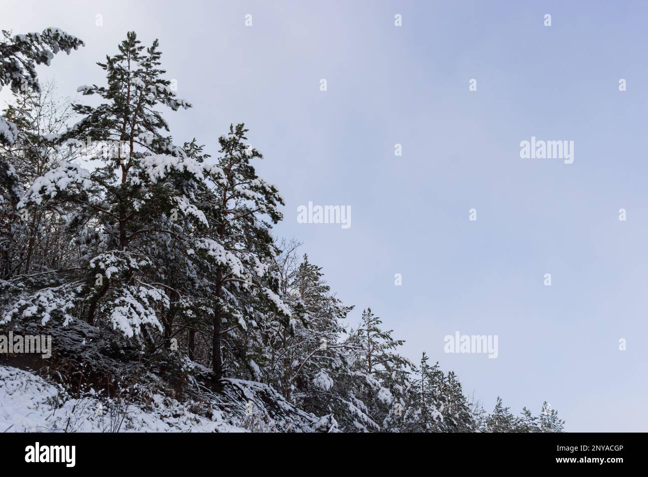 Winter verschneite frostige Landschaft. Der Wald ist schneebedeckt. Frost und Nebel im Park. Stockfoto