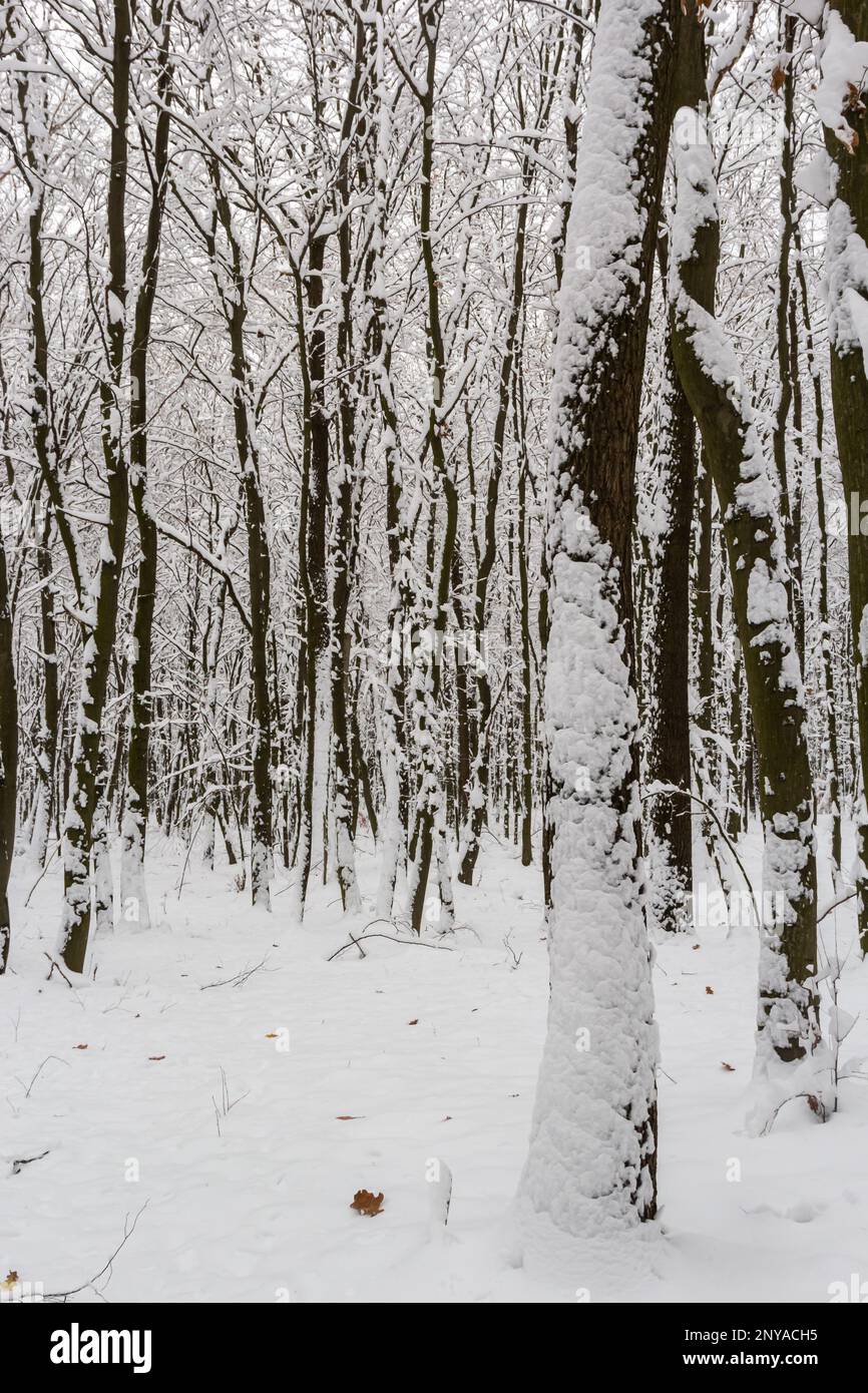 Frostige Äste und Stamm der Hornbalken im verschneiten Wald. Stockfoto