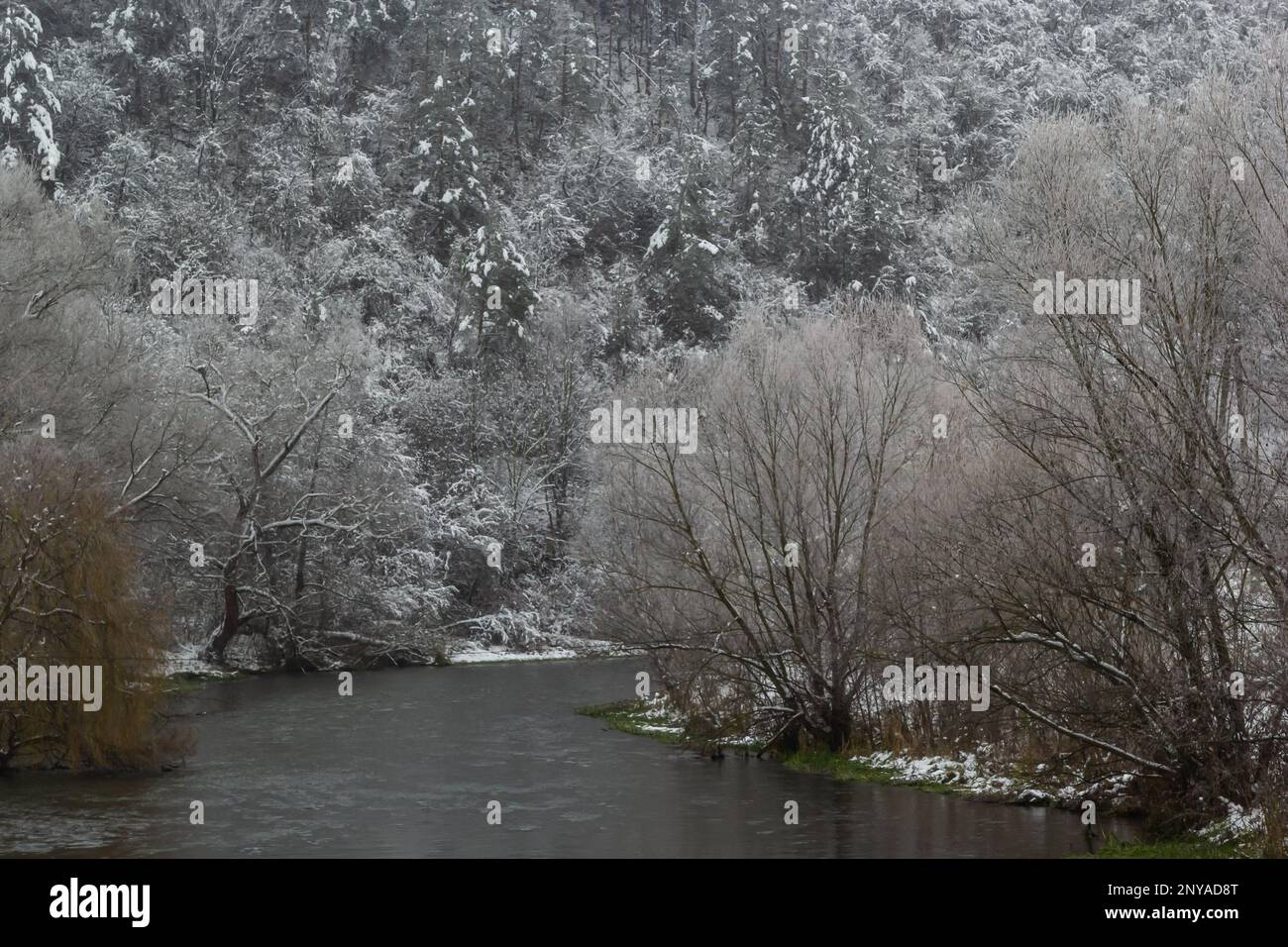 Winterlandschaft schneebedeckte Bäume in der Nähe des Flusses. Ein düsterer Wintertag. Stockfoto