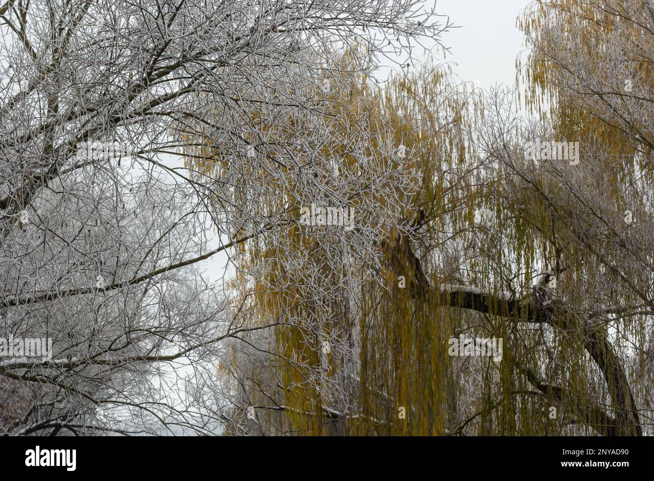 Weinweide mit Eisnebel bombardiert. Frost auf Baumästen bei Frostwetter. Stockfoto