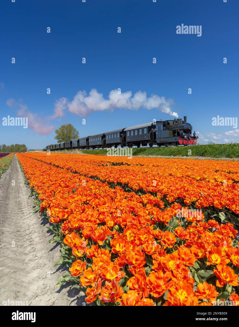 Dampfeisenbahn mit Tulpenfeld, Hoorn - Medemblik, Noord Holland, Niederlande. Stockfoto