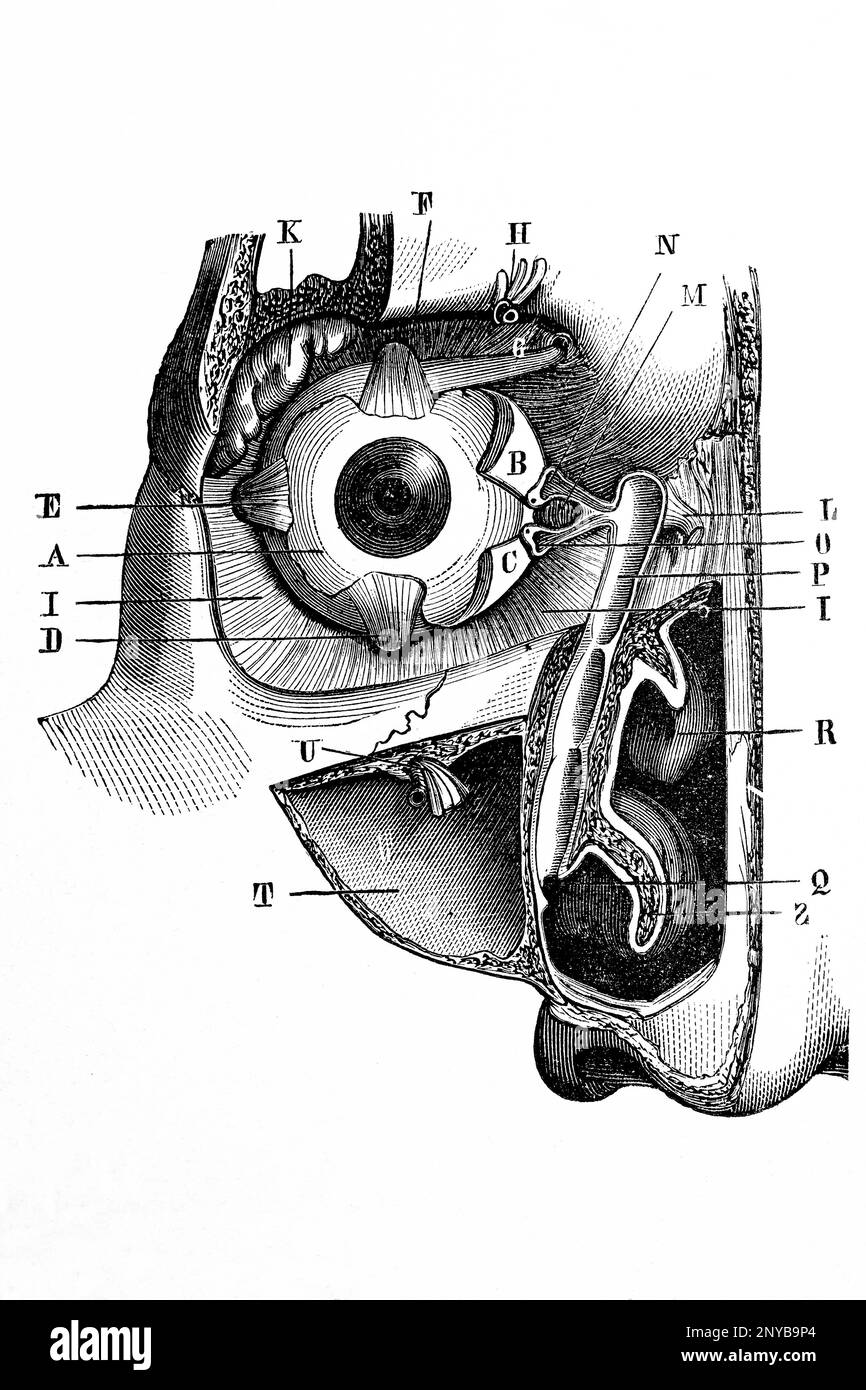 Augenanatomie. Antike Illustration aus einem Medizinbuch. 1889. Stockfoto