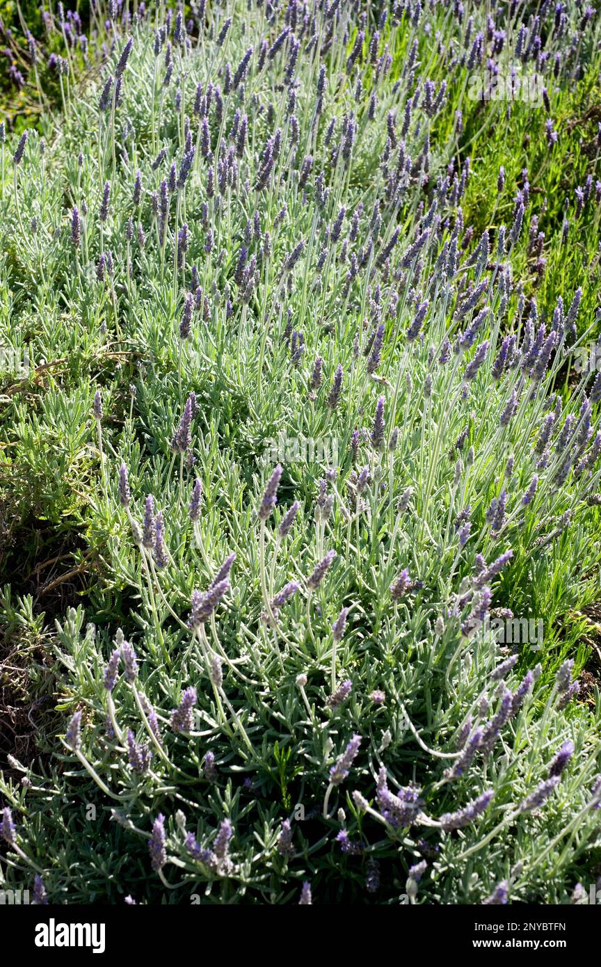 Gesäumter Lavendel (Lavandula dentata) ist eine aromatische, ganzjährige Pflanze, die im Mittelmeerraum, in Westasien und auf den Kanarischen Inseln heimisch ist. Stockfoto