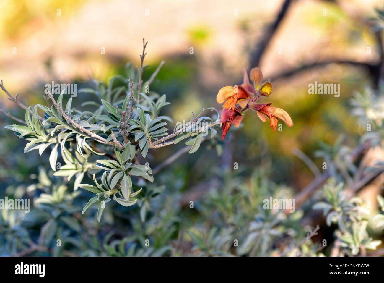 Rusty Salbei (Salvia lanceolata) ist ein aromatischer Strauch, der an der südafrikanischen Küste heimisch ist. Stockfoto