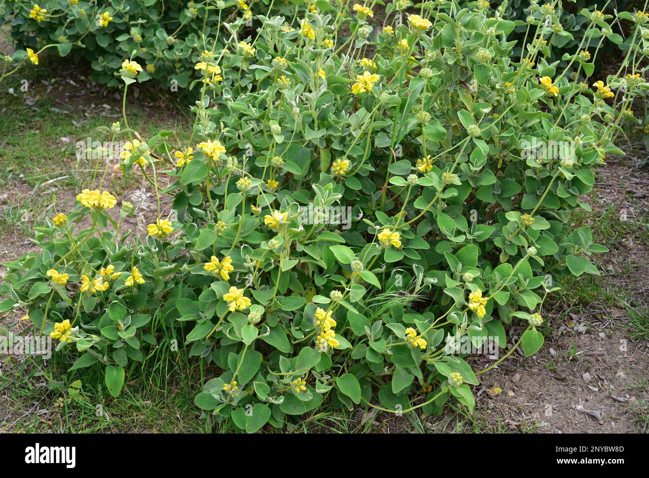 Der goldblättrige Jerusalem-Salbei (Phlomis chrysophylla) ist ein immergrüner Strauch aus Südwestasien. Blütenpflanze. Stockfoto