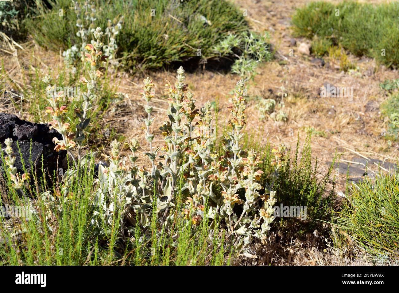 Barba de Macho (Phlomis crinita malacitana) ist eine ganzjährige Pflanze, die in den Bergen Südandalusiens endemisch ist. Dieses Foto wurde in Sierra Nevada aufgenommen, Stockfoto