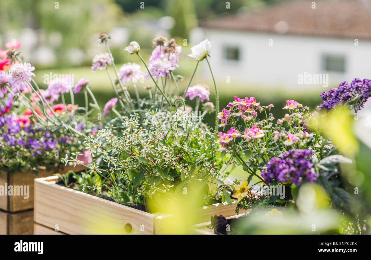 Holzkisten mit bienenfreundlichen Blumen Stockfoto