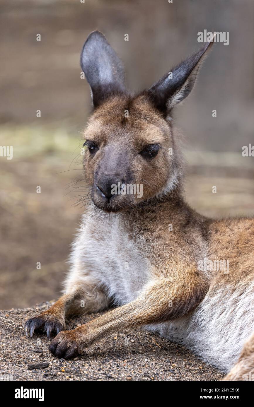 Ein Kangaroo Island Kangaroo, Macropus fuliginosus fuliginosusliginosus, eine Unterart des westlichen Grauen Kangaroo Stockfoto