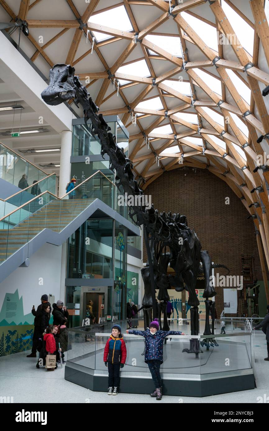 Dippy die Nachbildung von Diplodocus in der Herbert Art Gallery and Museum, Coventry, Großbritannien Stockfoto