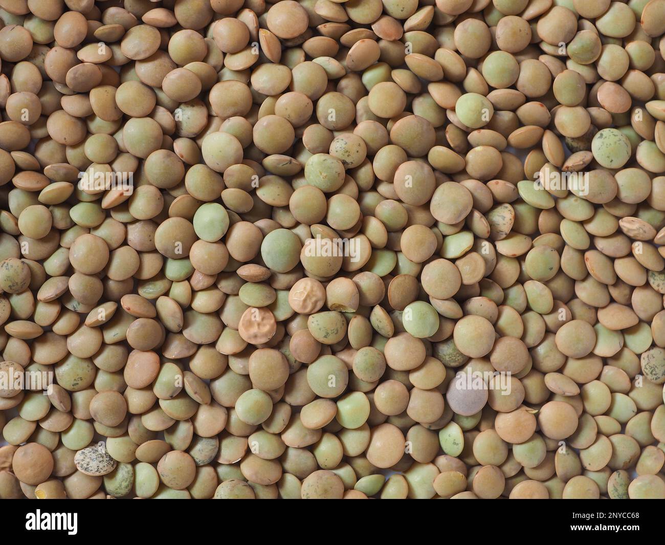 Linsen Puls wissenschaftliche Bezeichnung Lens Culinaris Leguminosen vegetarische Speisen als Hintergrund nützlich Stockfoto