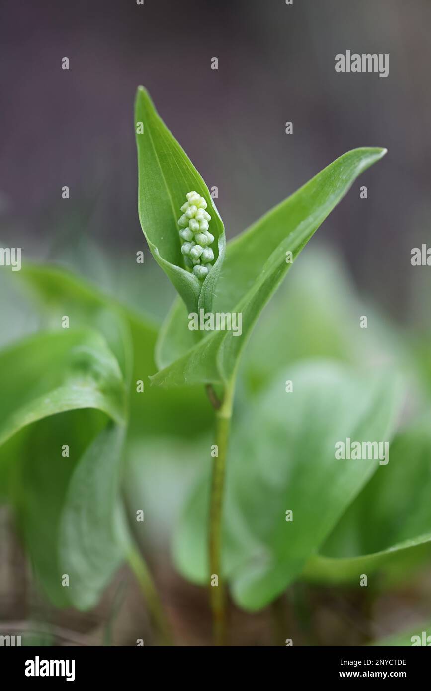 Mai Lilie, Maianthemum bifolium, wildgiftige Pflanze aus Finnland Stockfoto