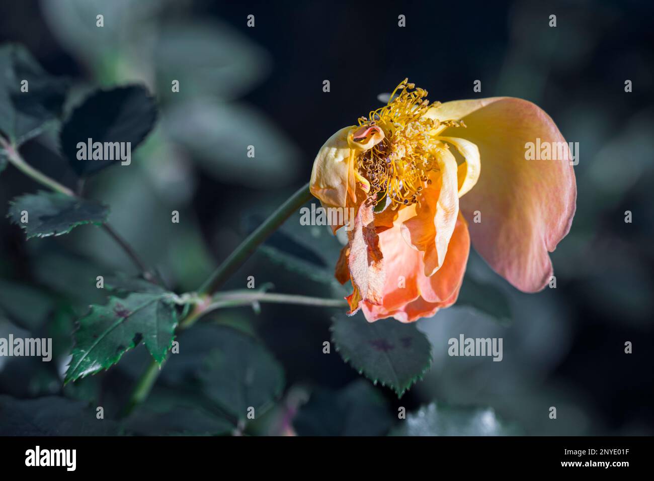 Welke Rose im Dezember Stockfoto