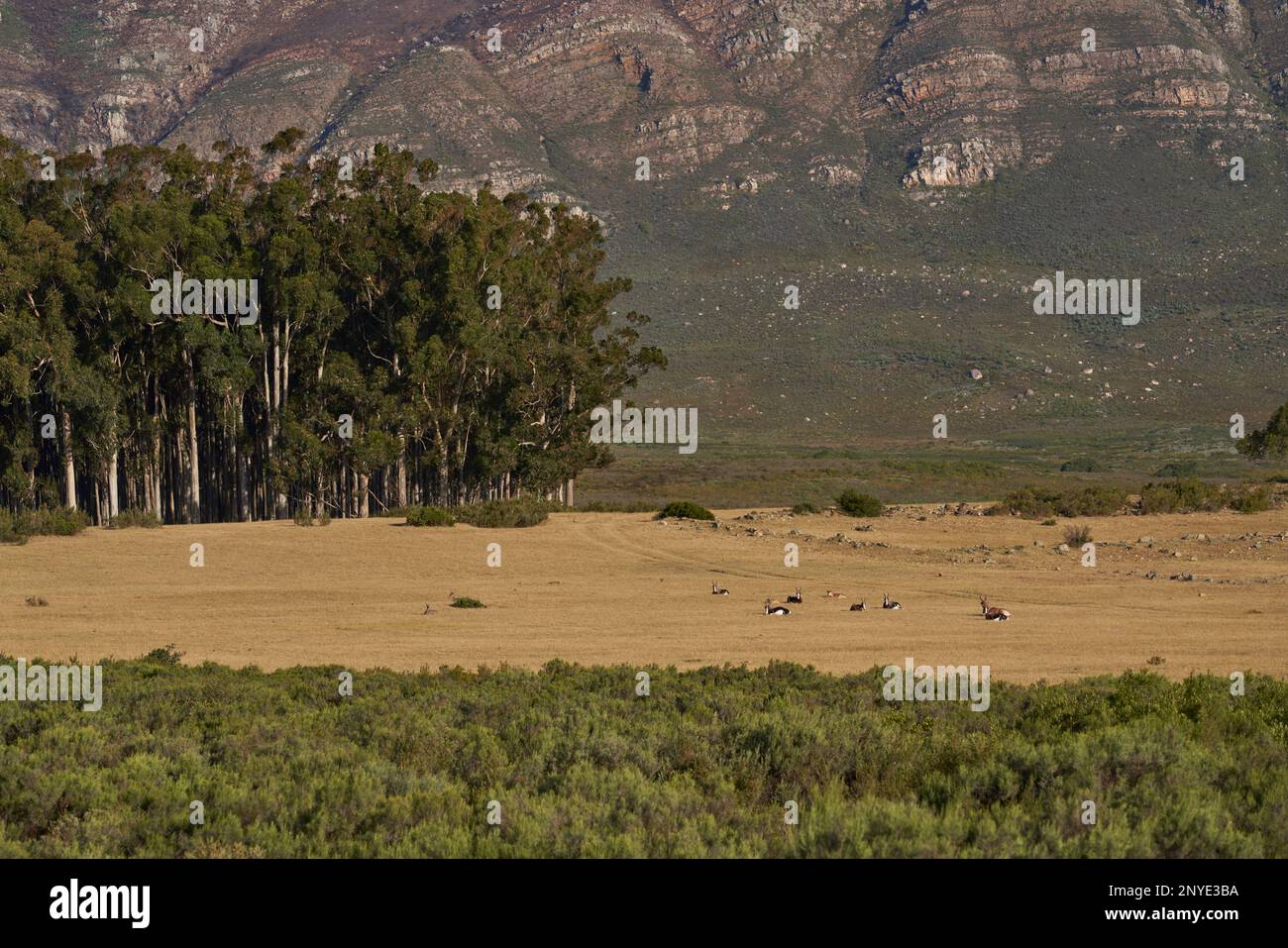 Steilhang über den Ebenen und Bäumen des Naturschutzgebiets Elandsberg im Westkap, Südafrika. Antilopen im Vordergrund. Stockfoto