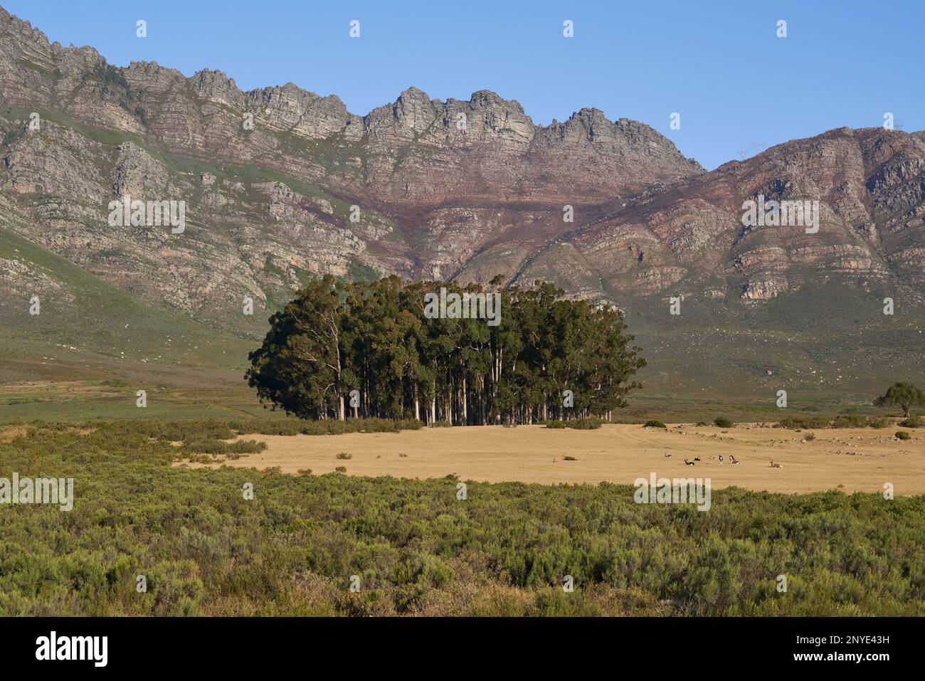 Steilhang über den Ebenen und Bäumen des Naturschutzgebiets Elandsberg im Westkap, Südafrika. Antilopen im Vordergrund. Stockfoto