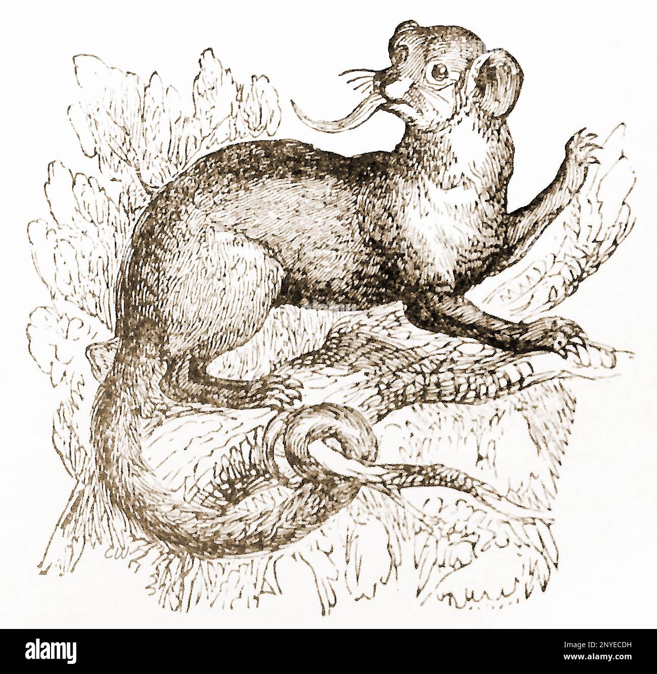 Eine Illustration aus dem 19. Jahrhundert eines Kinkajou (Cercoleptes caudivolvillus) (jetzt Potos flavus), manchmal auch als Honigbär bekannt. Es ist ein tropisches Regenwald-Säugetier. Es hat viele andere lokale Dialektnamen und eine Reihe ehemaliger wissenschaftlicher Synonyme mit Unterarten, die in Südamerika finanziert werden Stockfoto