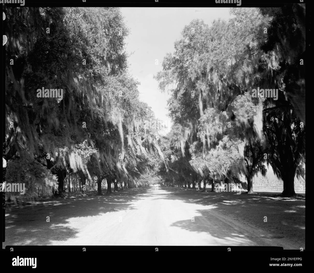 Boone Hall, Mount Pleasant vic, Charleston County, South Carolina. Carnegie Survey of the Architecture of the South (Carnegie-Umfrage zur Architektur des Südens). USA South Carolina Charleston County Mount Pleasant vic, spanisches Moos, Bäume, Gehwege. Stockfoto