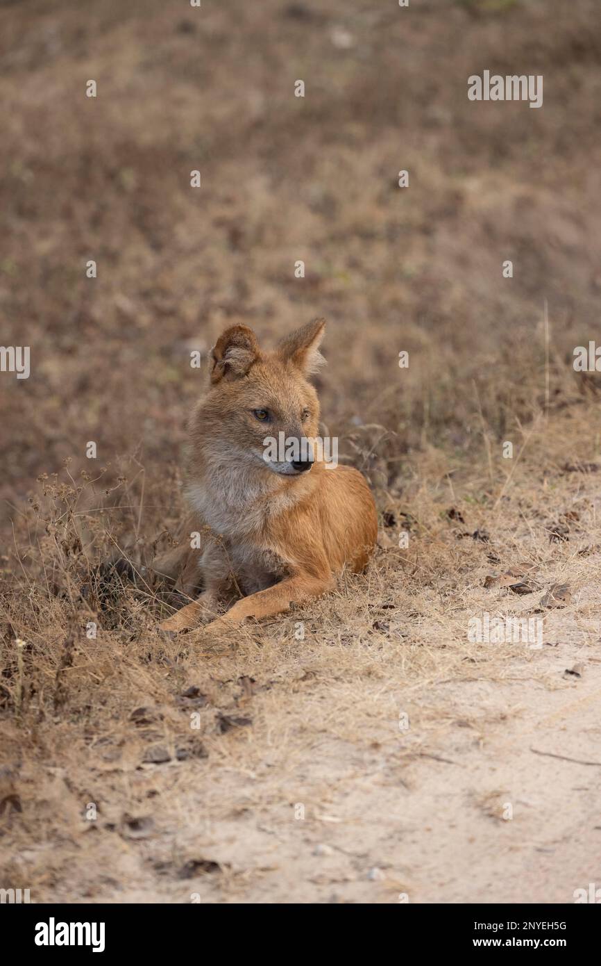Asiatischer Wildhund, Dhole, Cuon Alpinus, Pench-Nationalpark, Madhya Pradesh, Indien Stockfoto