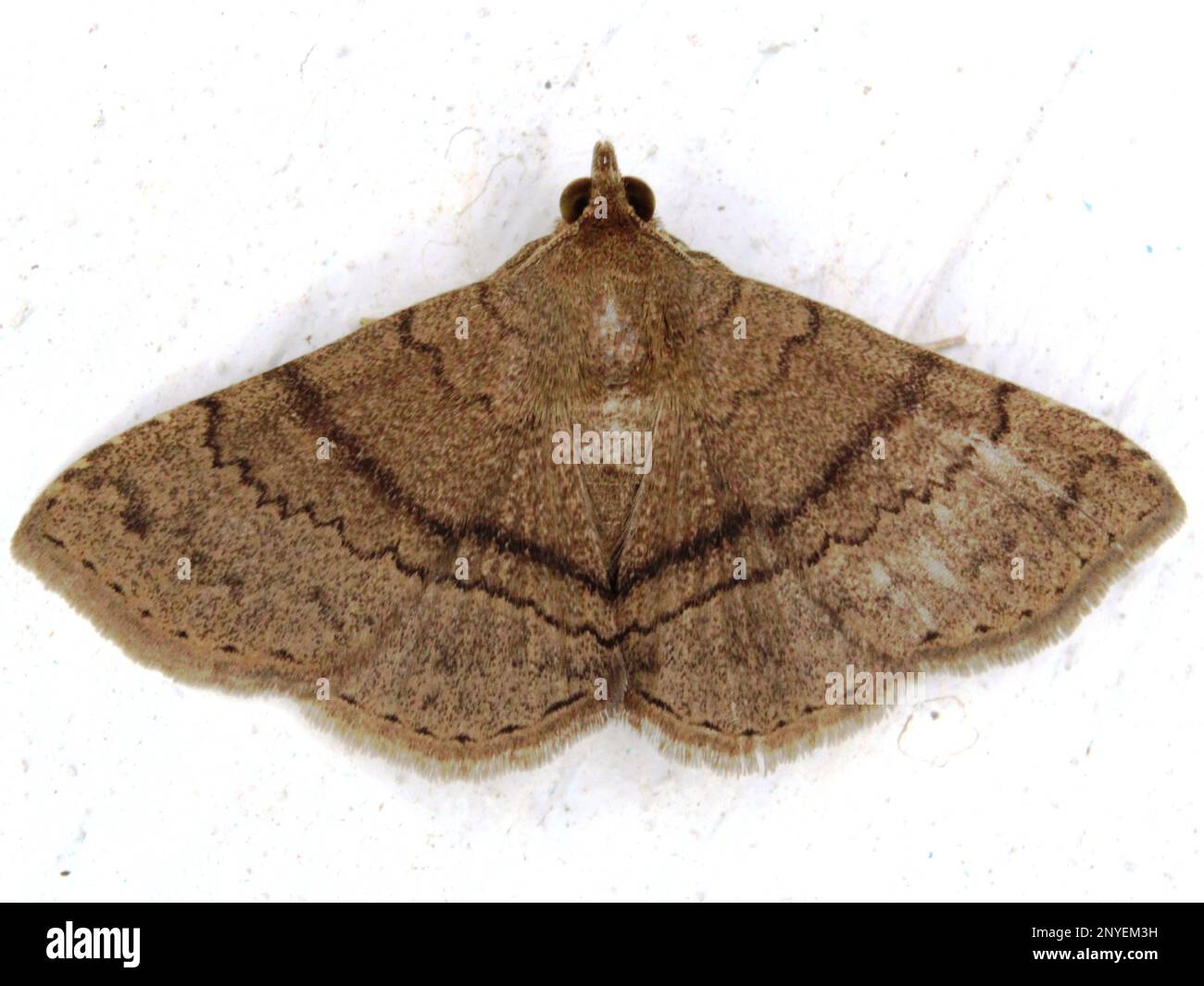 Geometridae (Geometermotte) unbestimmte Arten isoliert auf weißem Hintergrund aus dem Dschungel von Belize, Mittelamerika Stockfoto