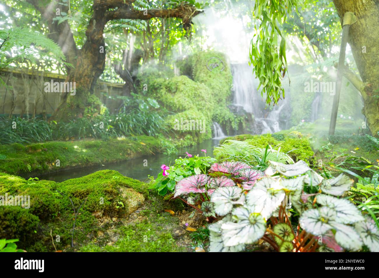 Wunderschönes Frühlingsmoos und Farn im Garten unter großen Bäumen, Chiang Mai, Thailand Stockfoto