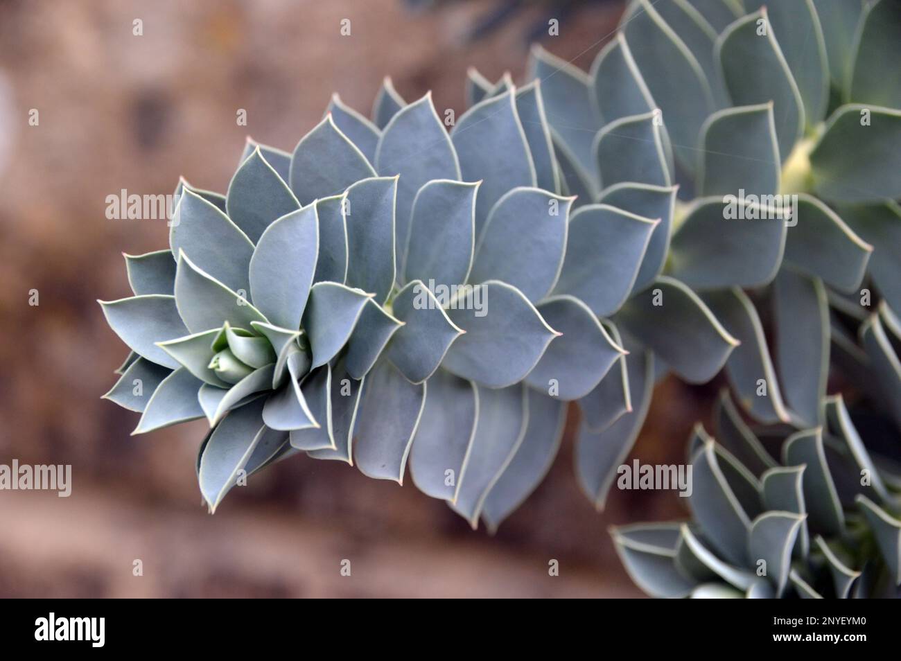 Euphorbia Myrsinites (Myrtle Spurge), die in einem Steintrog bei RHS Garden Harlow Carr, Harrogate, Yorkshire, England, Großbritannien wachsen. Stockfoto