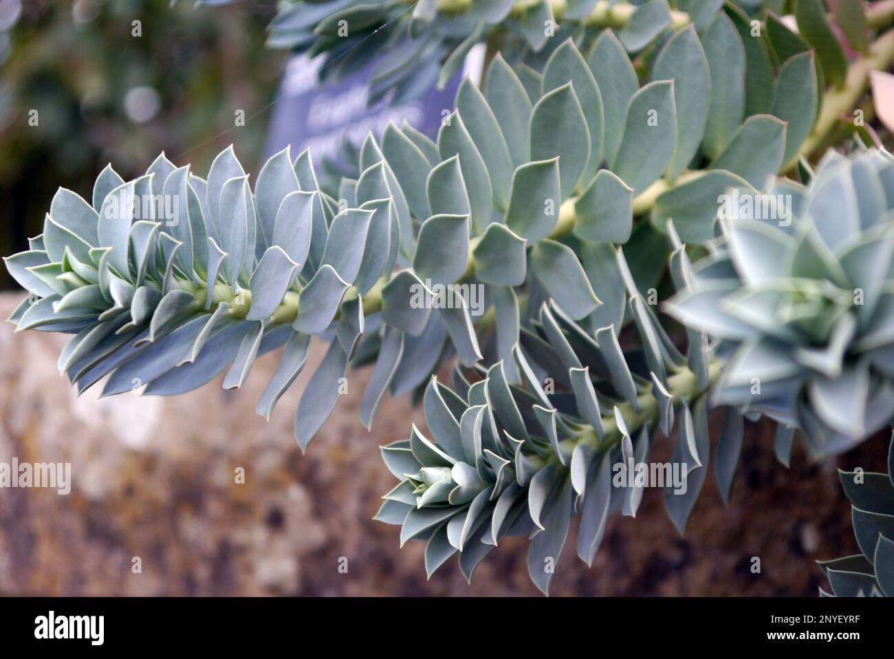 Euphorbia Myrsinites (Myrtle Spurge), die in einem Steintrog bei RHS Garden Harlow Carr, Harrogate, Yorkshire, England, Großbritannien wachsen. Stockfoto