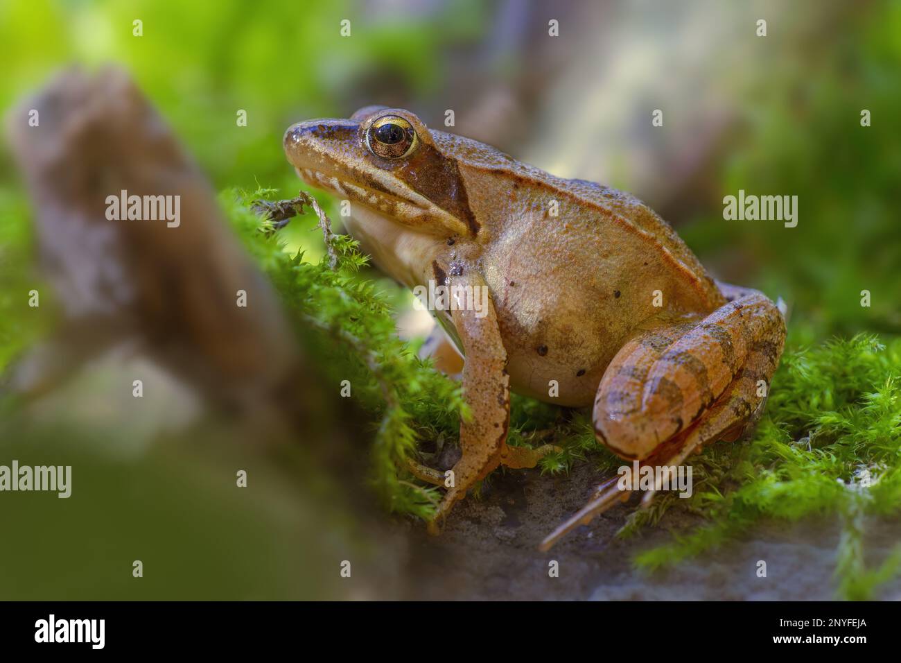 Ein brauner Frosch sitzt in einem Laubwald Stockfoto