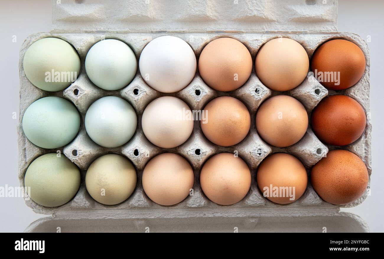 Viele verschiedene Farben Hühnereier, die nach Farbe auf einer Eischachtel aus Papier angeordnet sind. Alle möglichen Farben: Blau, grün, weiß, beige, braun. Stockfoto