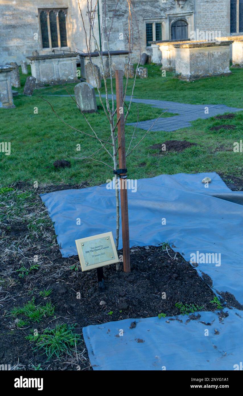 Baum gepflanzt von HM, der königlichen Gemahlin, Camilla Parker Bowles, Herzogin von Cornwall, Lacock, Wiltshire, England, Vereinigtes Königreich 25. Januar 2023 Stockfoto