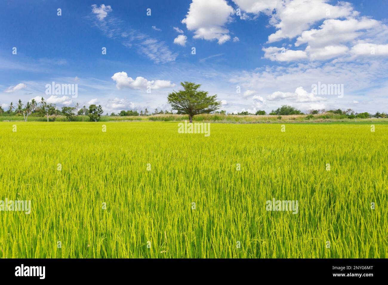 Grünes Reisfeld mit Himmel und Wolkenhintergrund. Natürliches Konzept Stockfoto