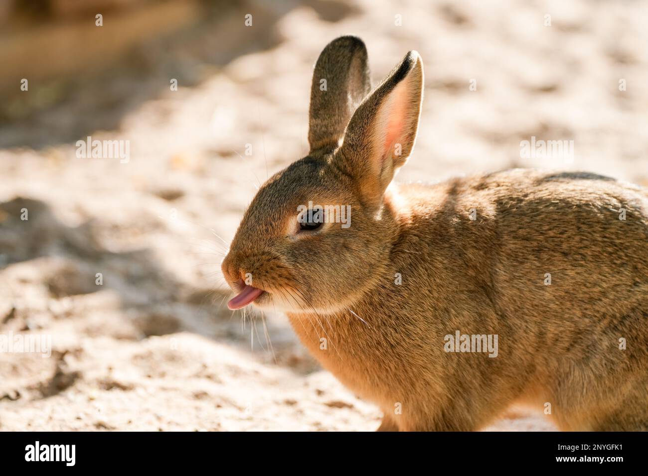 Porträt eines braunen Kaninchens. Stockfoto