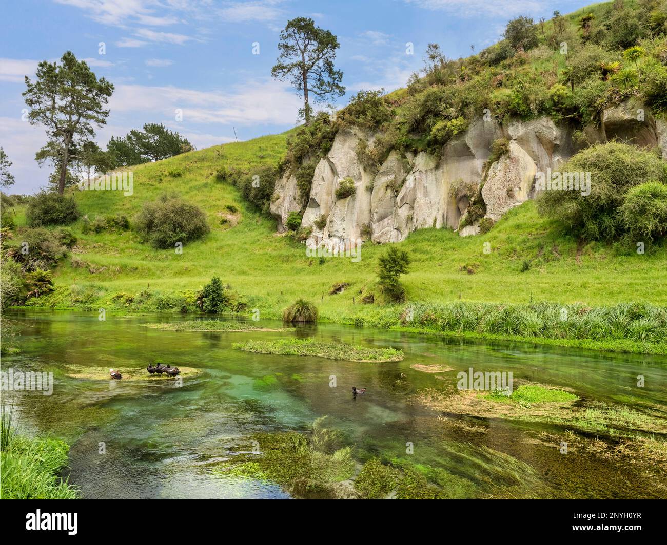 Szene entlang des Waihou River in der Blauen Quelle, Te Puna, Gebiet der Waikato Region, Neuseeland. Es gibt eine Gruppe von Paradies-Shelducks im Fluss. Stockfoto