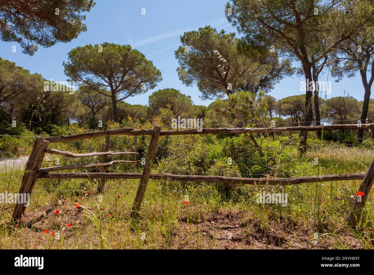 Ein wackeliger alter Zaun, Parco Regionale della Maremma, Provinz Grosseto, Toskana, Italien Stockfoto