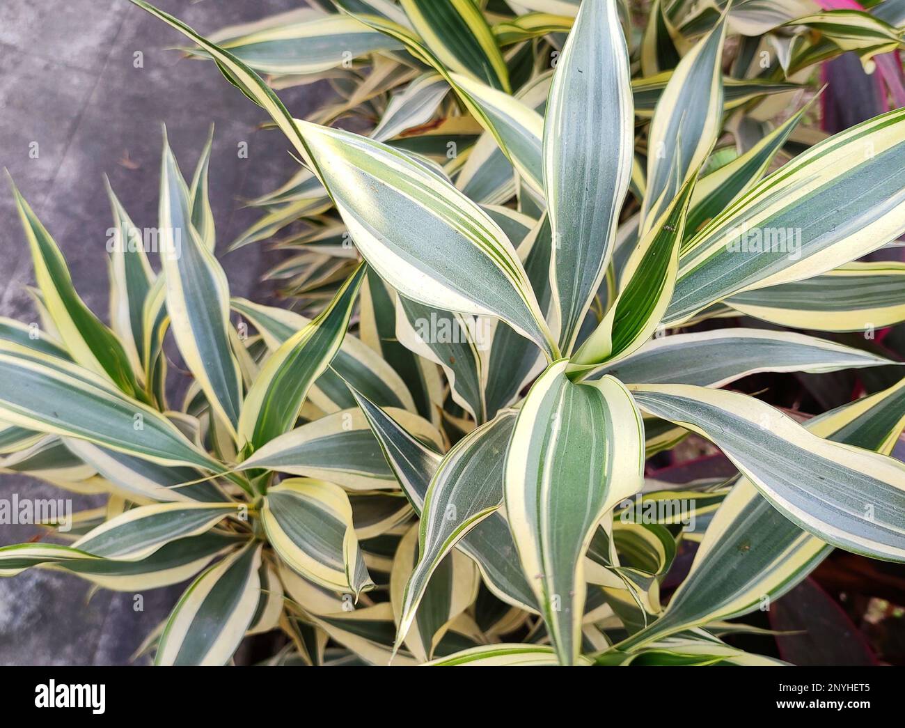 goldfruchtpalme thripse Goldfruchtpalme - Dypsis lutescens main image 0