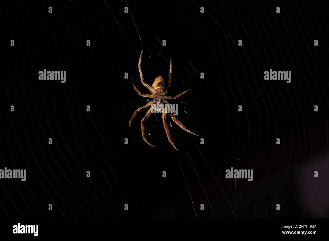 Die giftige gelbe Spinne sitzt auf der Nahansicht eines Netzmakros Stockfoto