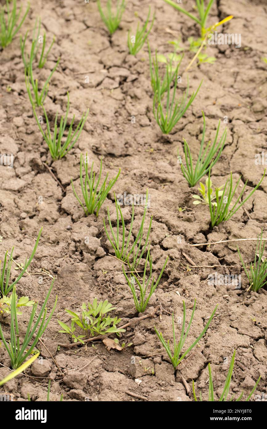 Junge grüne Zwiebel in getrockneter Knickeide im Garten. Trockenes Wetter während der Erderwärmung Stockfoto